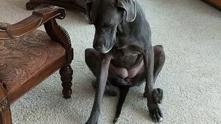 Un chien se gratte les pattes avant