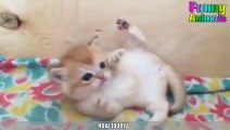 ♥Cutest Cat Ever Most Adorable Kittens Compilation ♥ # (6)