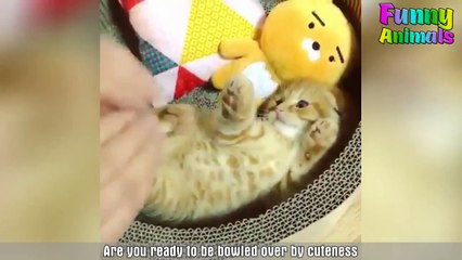 ♥Cutest Cat Ever Most Adorable Kittens Compilation ♥ # (3)