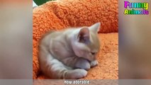 ♥Cutest Cat Ever Most Adorable Kittens Compilation ♥ # (10)