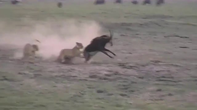 Leões Vs Impalas E Antílopes Em Perseguição Sem Tréguas