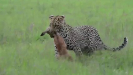 Leopardos Vs Gazelas E Antílopes - As Cenas Mais Incríveis I