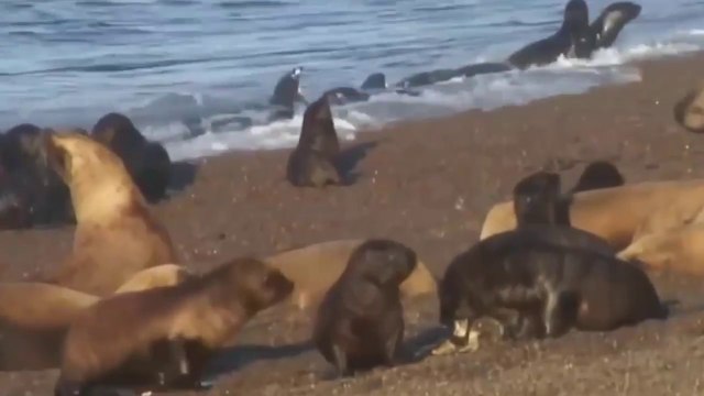 Orcas Caçando Focas E Leões-Marinhos