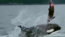 A Orca - Simpática E Terrível Assassina Dos Primos