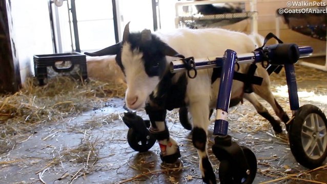 Goat Sanctuary Given The Gift Of Mobility