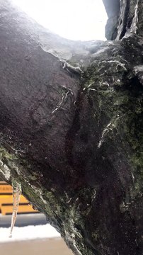 Ice Encapsulated Tree Melts From the Inside