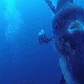 Des plongeurs nagent avec un Mola Mola (Sunfish) géant... Impressionnant