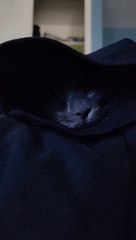 Regardez où ce chat se blotti, bien au chaud