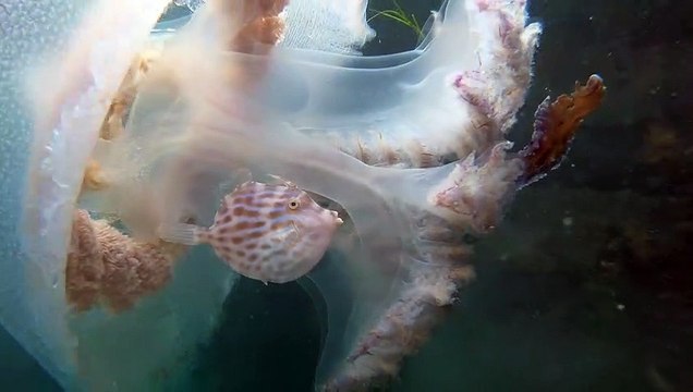 Ce poisson très malin se réfugie dans une méduse pour se protéger des prédateurs
