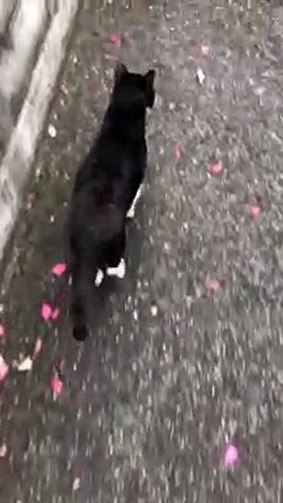 Un chat se cogne la tête contre une barrière