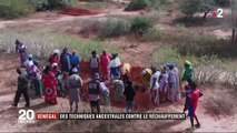 Sénégal : des techniques ancestrales permettent le retour de l'agriculture