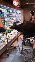 Un ensemble de vaches envahissent un magasin et mange tous les légumes