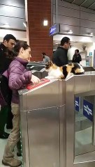 Israel train station cat goes viral worldwide
