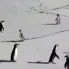 I just want to play penguins with little bird