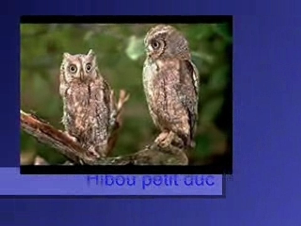 Hibou petit duc
