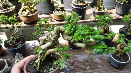 Bonsai mini works by a Thai friend