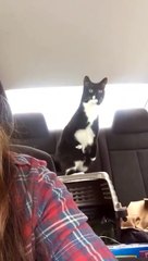 Cat tax dump for 10 years back taxes!