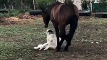 Two best friends, Horse and Dog are playing outside!