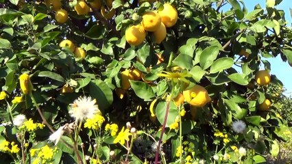 Aşırı yağış limon hasadını geciktirdi - MERSİN