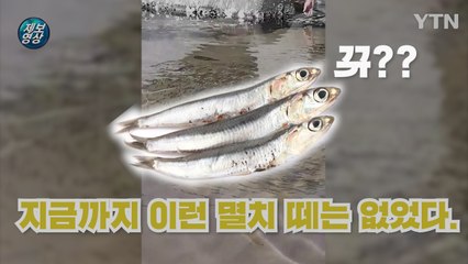 [제보영상] "지금까지 이런 멸치 떼는 없었다" / YTN