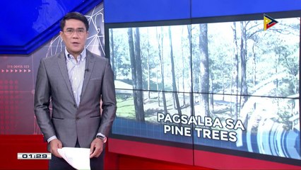 Pine trees sa Baguio, pina-iimbentaryo ng DENR