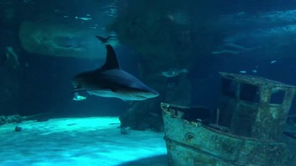 Le Croisic  | Les Requins de l'Océarium  - Télé La Baule