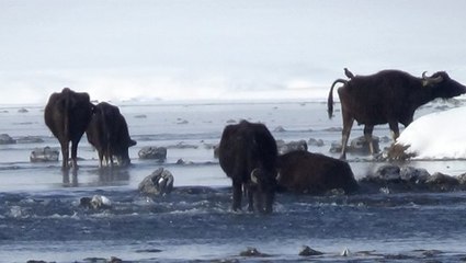 Eksi 30 Derecede Taze Ot Yiyorlar