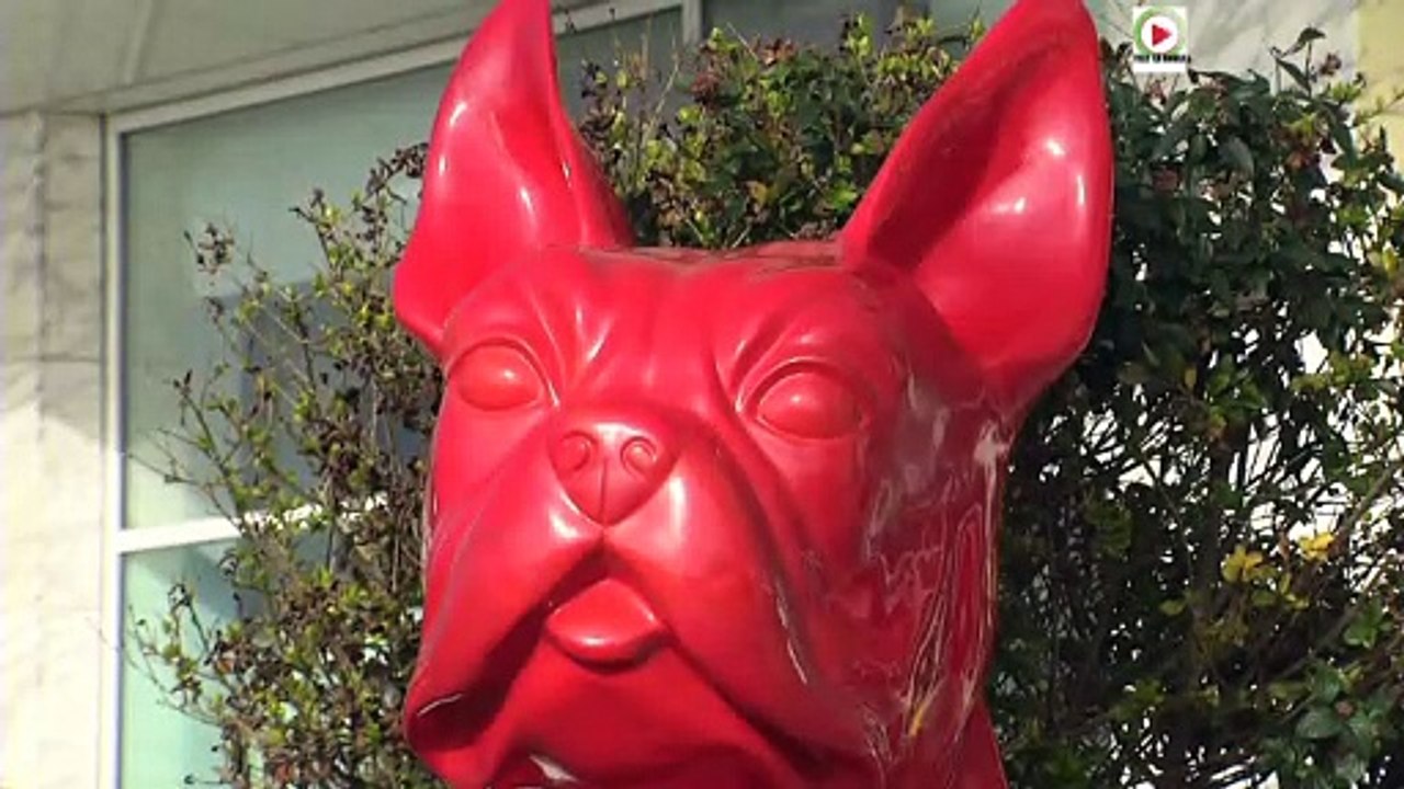 La Baule   | Les Toutous de la Plage - Télé La Baule