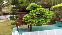 Visiting Malaysia bonsai exhibition with beautiful bonsai works
