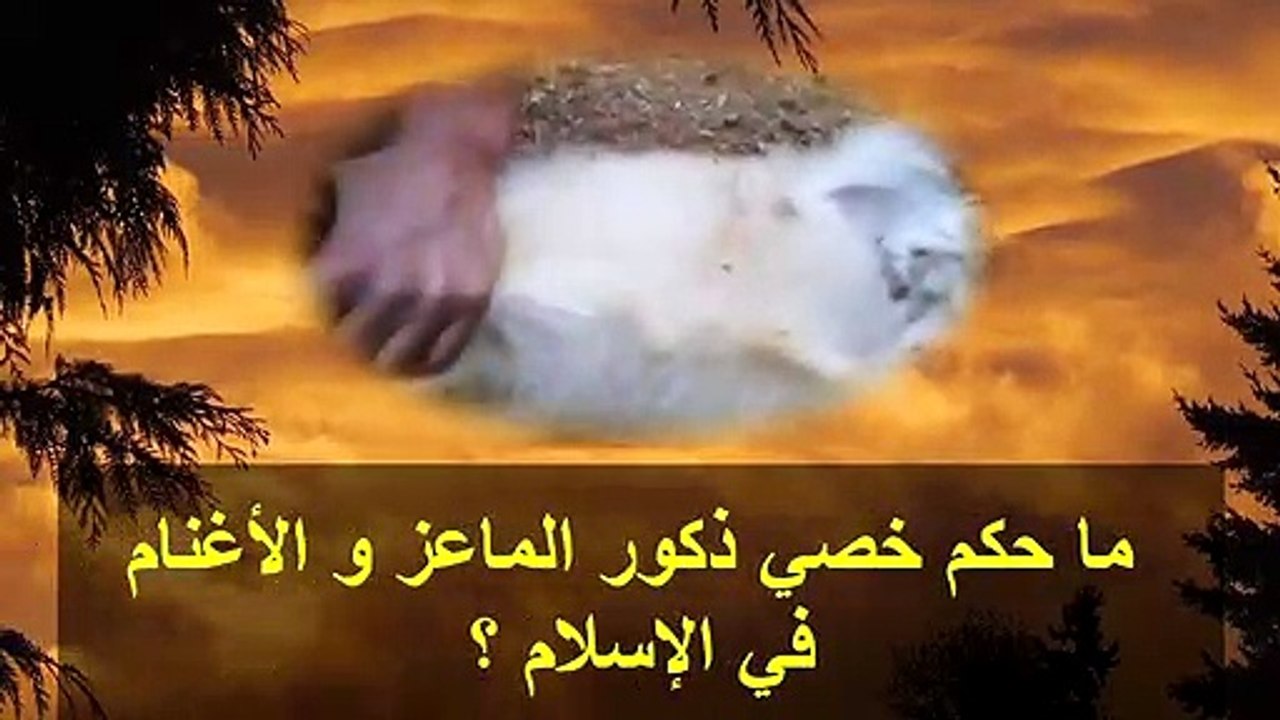 حكم خصي ذكور الماعز و الأغنام