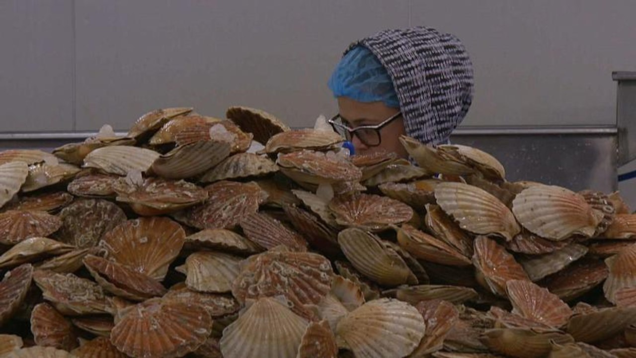 Meeresfrüchte: Gefangen zwischen EU und GB