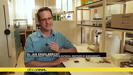 Une nouvelle mygale (araignée) "à corne" découverte en Angola