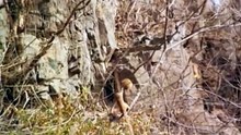 Wild China - Monkeys of the Middle Kingdom  (Nature Documentary)