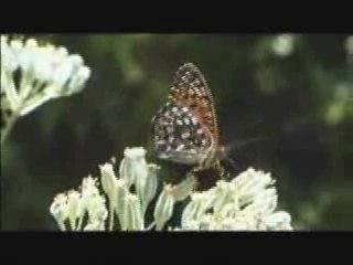 La forêt boréale 60 secondes