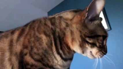 Chat Autotune on Facebook & Websites 🎤