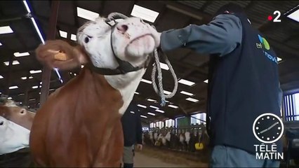 Salon de l'agriculture : une préparation particulière pour les animaux