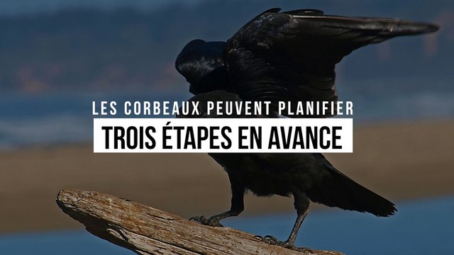 Les corbeaux peuvent planifier trois étapes en avance