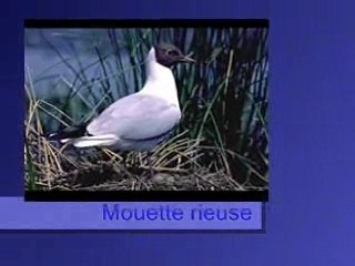 Mouette rieuse