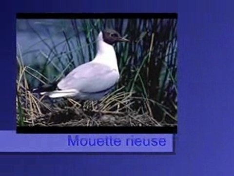 Mouette rieuse