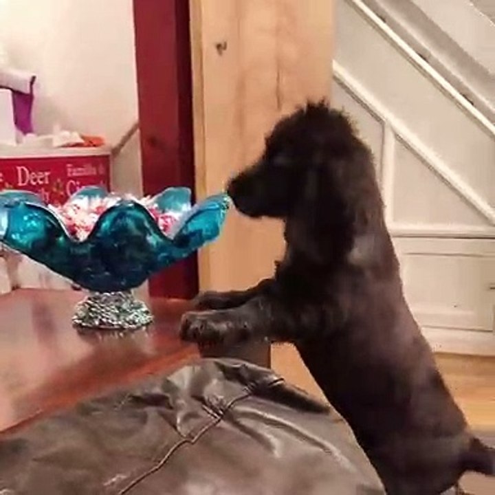 Beau chien très intelligent
