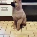 Chien mignon en train de danser