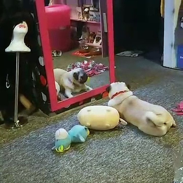 Bulldog en face de lui-même