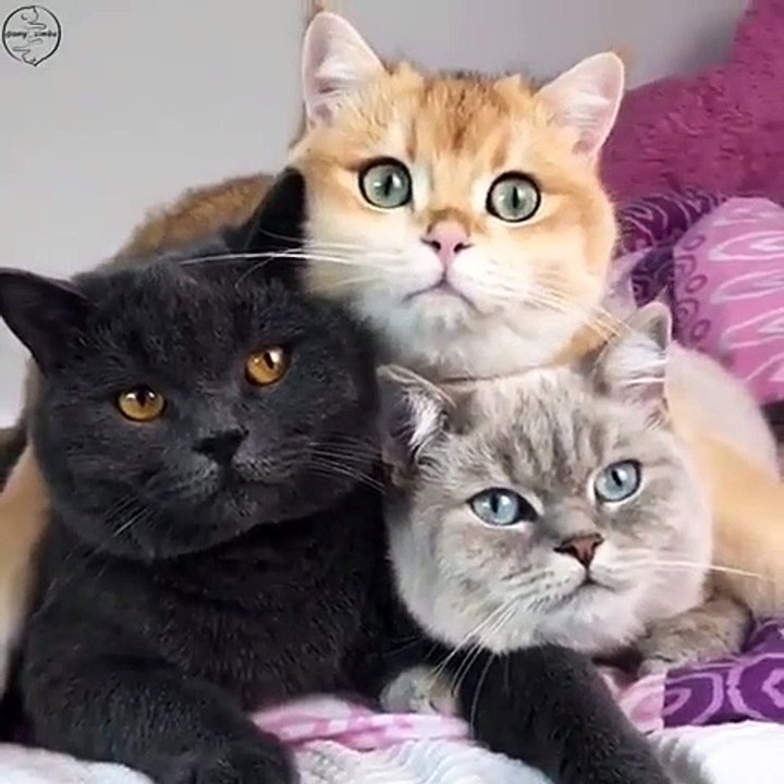 3 CHATS VOUS DIT BONJOUR