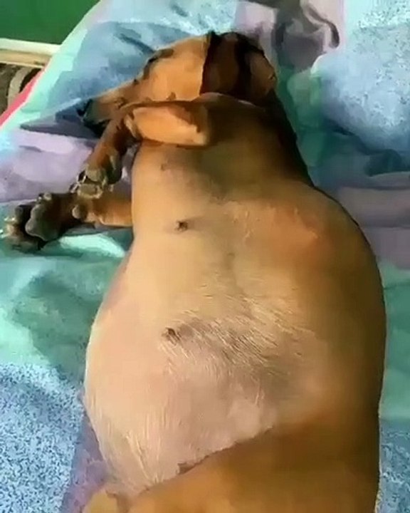 CHIENNE FEMME EN ETAT