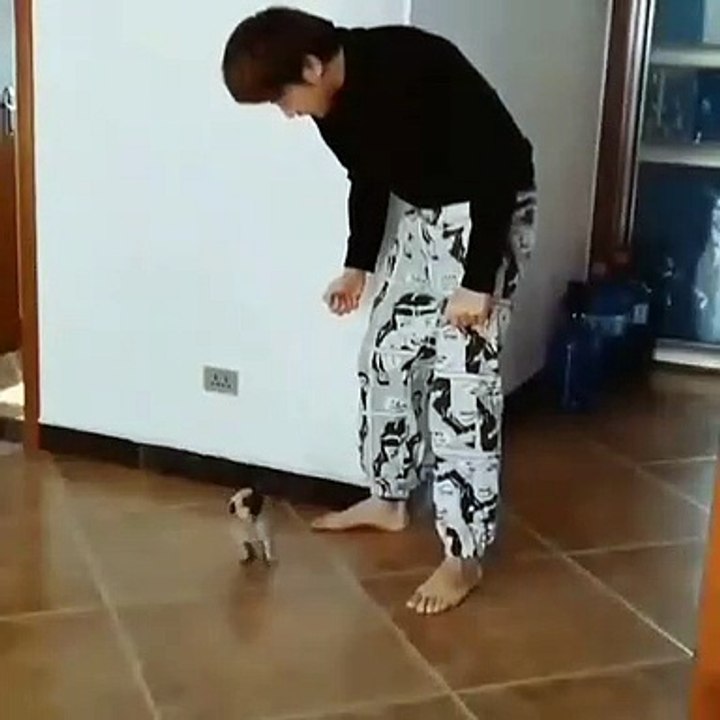 TRES MIGNON CHIOT JOUANT AVEC SON MAITRE
