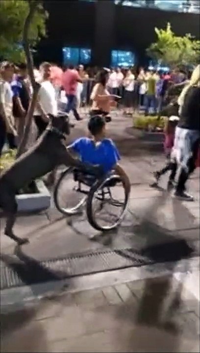 Quand un chien pousse un fauteuil roulant... Sympa