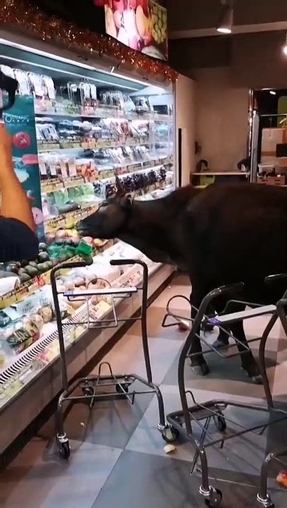 Un ensemble de vaches envahissent un magasin et mange tous les légumes