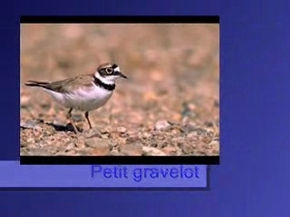 Petit gravelot
