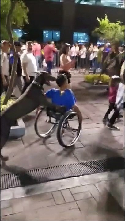Bouleversant : un chien pousse son maître handicapé en fauteuil roulant