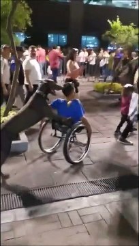 Bouleversant : un chien pousse son maître handicapé en fauteuil roulant